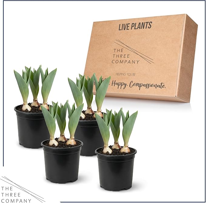 Live Flowering Tulip (4 Per Pack) - Purple, Beautiful Spring Bulbs, Ships Dormant in 1 Pint Pot, Blooms in 2-3 Weeks