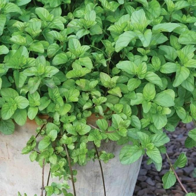 4 Live Chocolate Mint Plants, Herb Mint Plants Live, 4-8 Inch Tall Herbs Starter Plant for Home Garden, Container Grow, No Pot