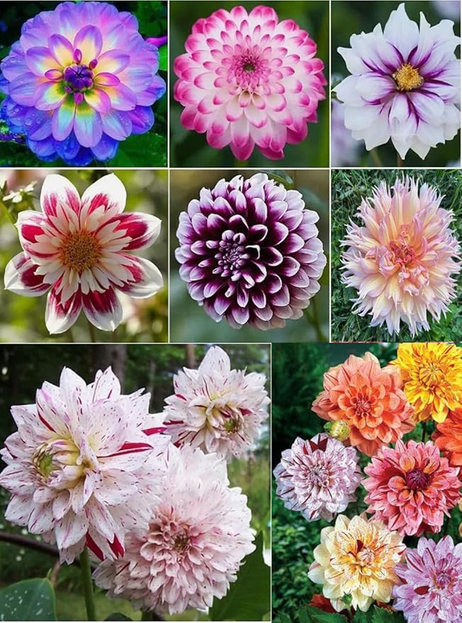 100PCS Dahlia Pompon Seeds Mixed Color Butterflies Hummingbirds Bees Seeds Heirloom
