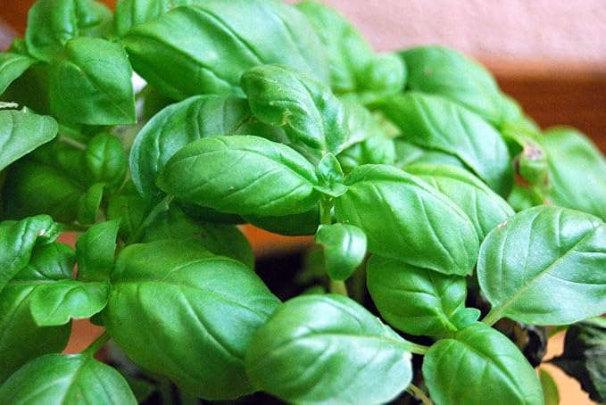 Basil Seed-Large Italian Leaf,25 Count COOL BEANS n SPROUTS Brand. Home Gardening