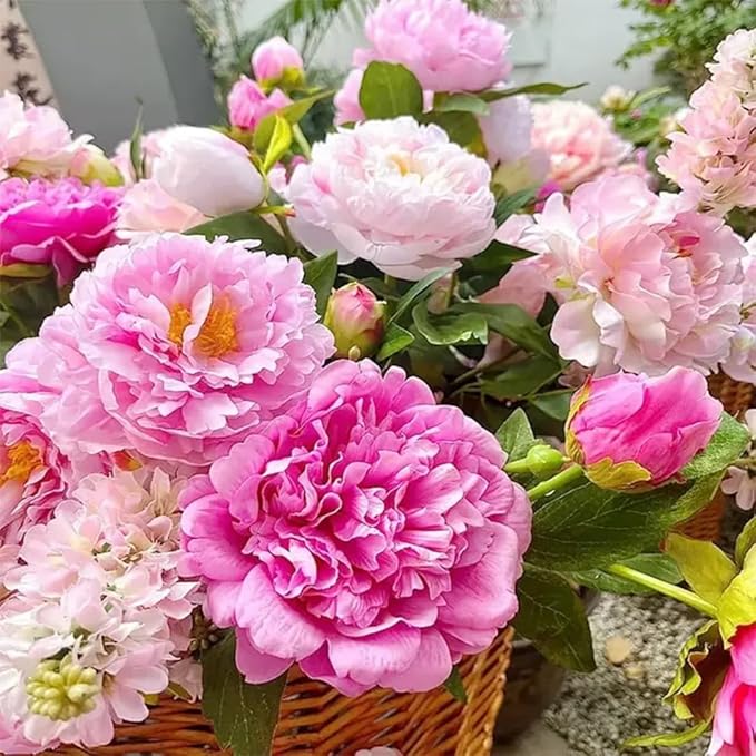 Peony Seeds for Planting 110PCS – Large Blooming Luxurious Perennial Flowers – Garden Beauty & Gift for Flower Lovers