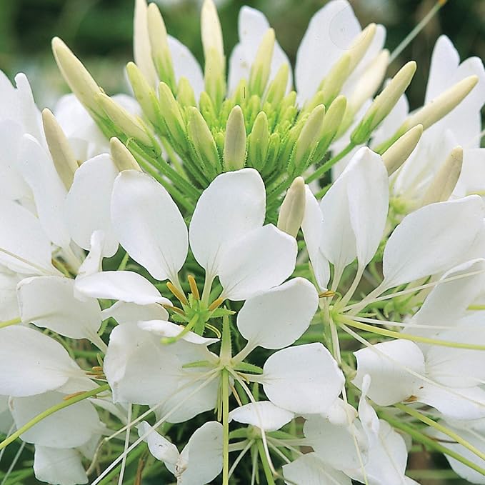 Outsidepride White Cleome Seeds - 1000 Pcs Annual Flower Seeds with Large, Airy, Spidery Blooms, Drought Tolerant Spider Plant for Xeriscaping, Flower Bed, Border, Pollinator, & Cut Flower Garden
