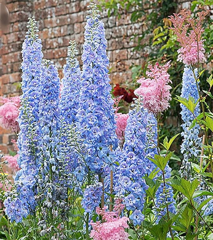 Blue Bell Delphinium Seeds - 250 Seeds