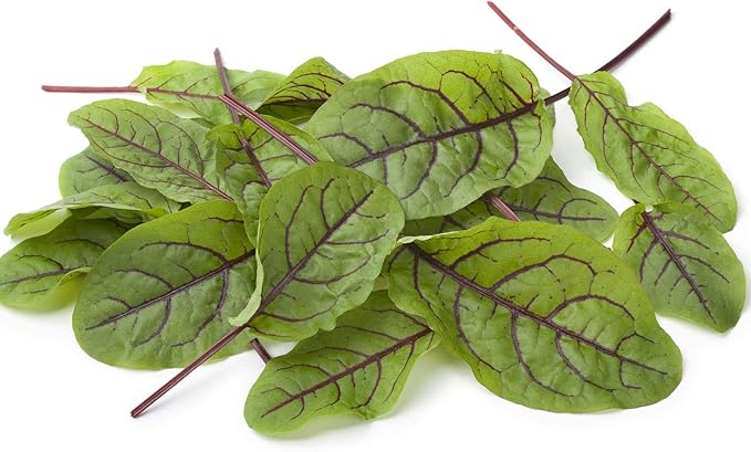 Red Veined Sorrel Seeds - 1 g Packet ~500 Seeds - Non-GMO, Heirloom - Colorful Culinary Herb Gardening & Microgreens Seeds