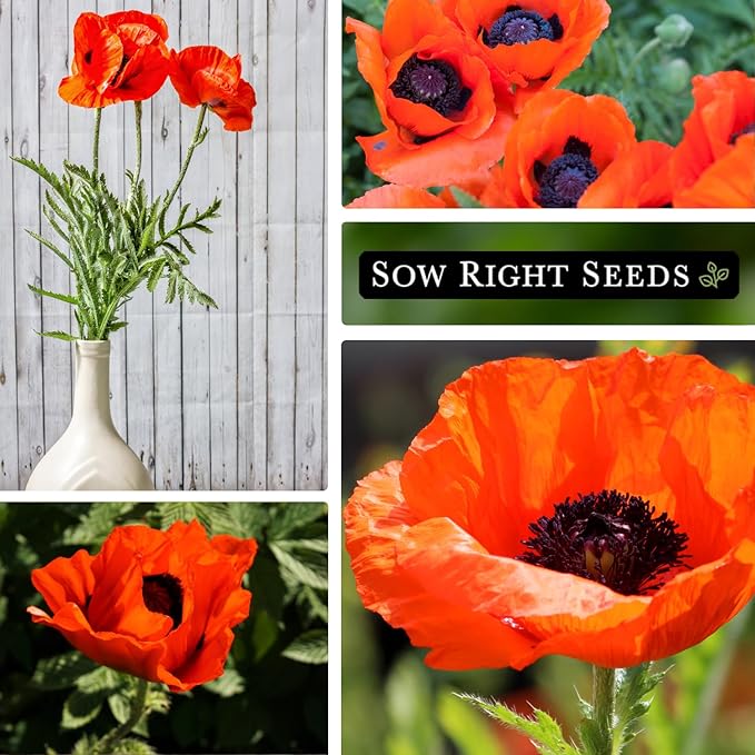 Sow Right Seeds - Oriental Poppy Seeds for Planting - Non-GMO Heirloom Seed Packet with Instructions to Grow a Beautiful Flower Garden - Papery Red Blooms for Outdoors - Self Sowing Perennial (1)