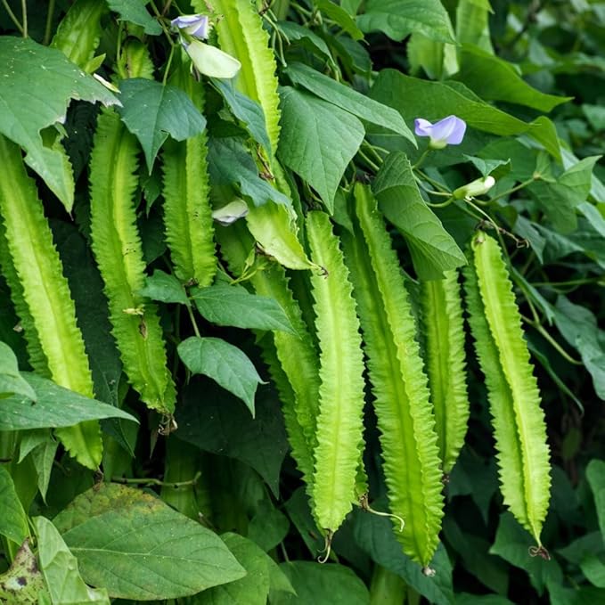Winged Bean Seeds (Dragon Bean) – 50+ Non-GMO, High-Yielding Heirloom Seeds for Planting – Four-Angled Bean, Easy to Grow, Nutritious Vegetable