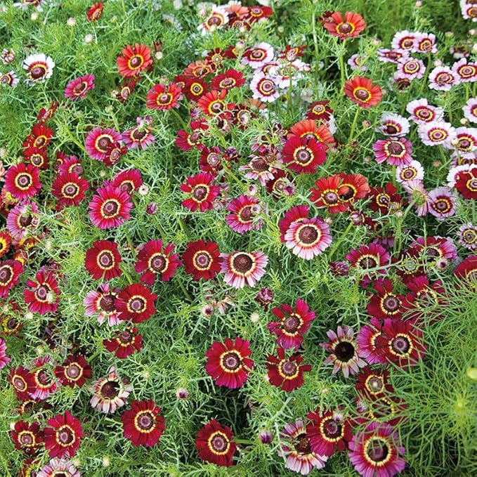 1000+ Perennial Mix Painted Daisy Flower Seeds for Planting-Non GMO & Heirloom Seeds for Home Garden