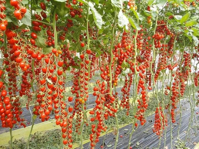 Seeds Vine Tomato - Giant - Heirloom Vegetable - GMO Free