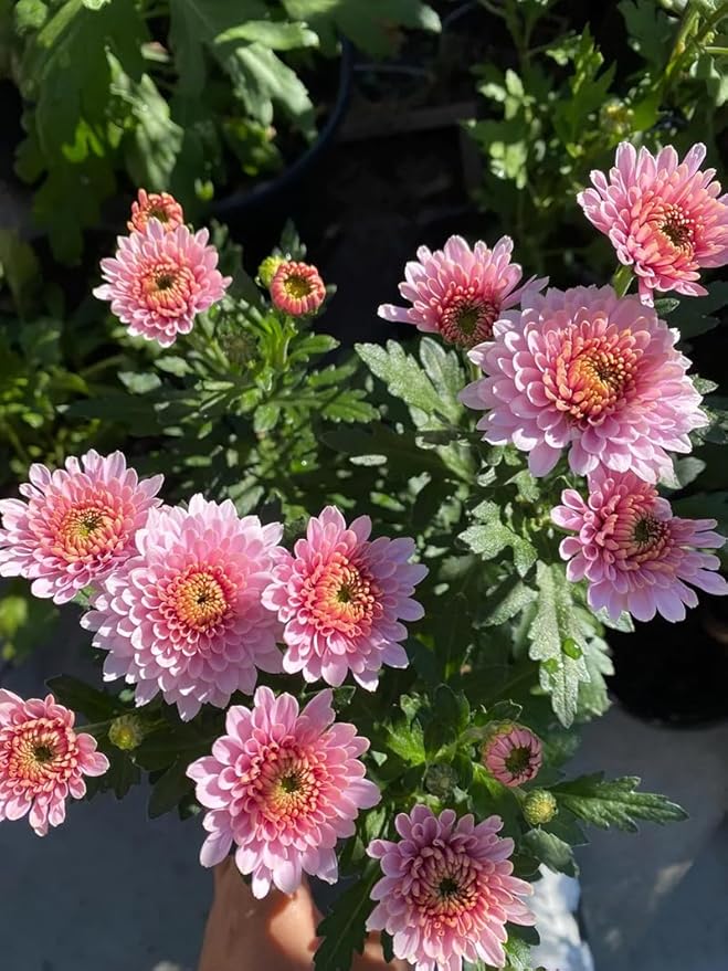 100+ Mix Chrysanthemum Seeds Showy Blooms Flowers Cut Flowers Planting Perennial Non-GMO Mum Flower