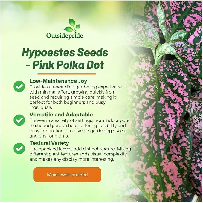 Outsidepride Pink Polka Dot Hypoestes Seed for Planting - 2000 Pcs Perennial Polka Dot Plant Seeds w/Variegated Foliage for Containers, Hanging Baskets, Small Gardens, Both Indoors & Outdoors
