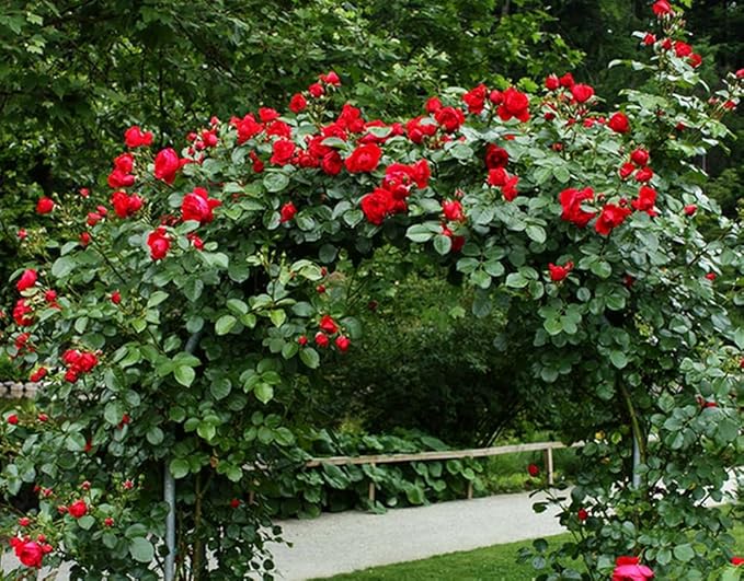 100+ Mix Climbing Rose Seeds for Planting Outdoors Ornamental Climbing Flowers Rosa Bush Vine Climber Long-Blooming