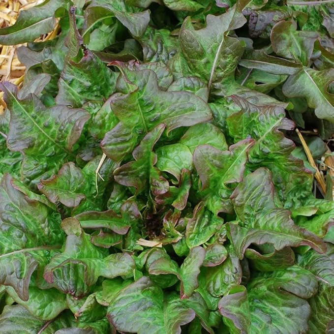 Park Seed, Bronze Beauty Heirloom Lettuce Seeds, Pack of 1000