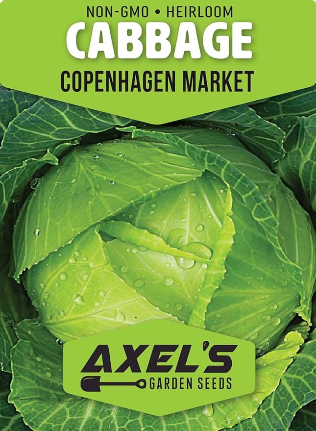 Copenhagen Cabbage Seeds for Planting – Plant & Grow Heirloom Copenhagen Cabbage in Home Outdoor Vegetable Garden, Brassica oleracea VAR. capitata – 5 Packets