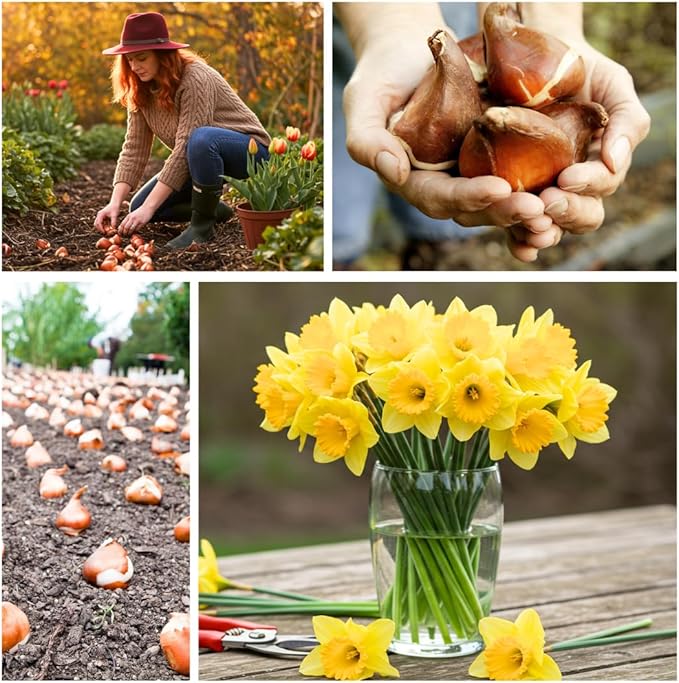 Large Flowering Mix Daffodil Bulbs for Planting, Stunning Perennial Flower Bulbs, Borders, Garden, Landscaping, Bulb Size 12/14 cm, Large Flowering Daffs (25 Bulbs)