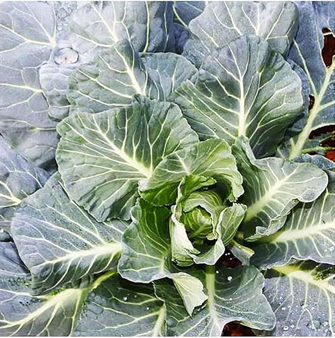 Champion Collard Seeds - Blue-Green Cabbage-Like Delicious Leaves