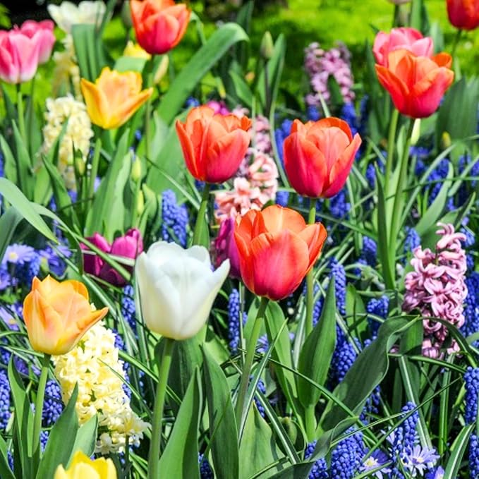 Flower Bulbs for Fall Planting, Top-Size Bulbs with 5 Varieties for Colorful Spring Blooms, Continuous 50 Days of Colorful Blooms (Mixed Flower Bulbs)