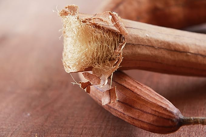 Organic Luffa Gourd Seeds (Luffa acutangula) 10 Seeds (0.2 Grams) - Loofah, Loofa, Luffah Gourd - Edible and Grow to Make Your Own Sponges - Sponge Gourd Seeds by Smoke Camp Crafts