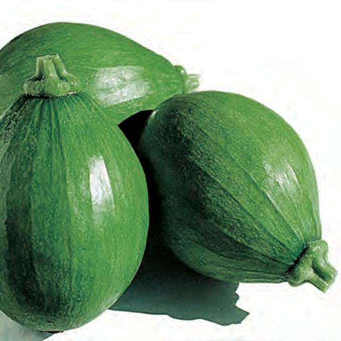 Squash Seeds - Korean, Summer - Teot Bat Put - Hybrid - 4 Oz ~800 Seeds - Non-GMO, F1 Hybrid - Asian Garden Vegetable