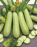 CEMEHA SEEDS - Seeds Zucchini Courgette Squash Bush Type 36 Days Non GMO Vegetable for Planting