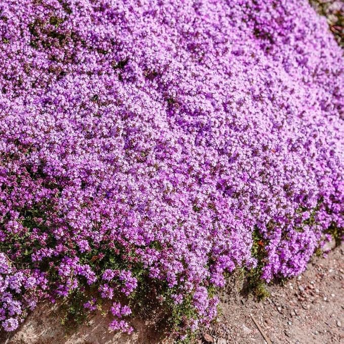 Creeping Thyme Seeds -Perennial Ground Cover Plants Dwarf Flowers (Thymus serpyllum), Pack of 30,000 Seeds from Seeds2Go