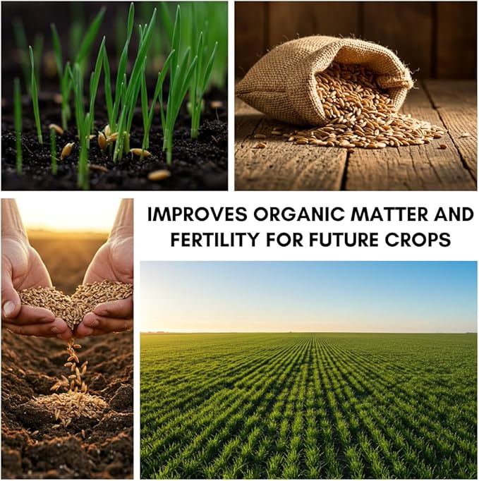 Perennial Ryegrass Seeds for Planting - Premium Quality Non-GMO Grass Seed for Lawns, Pastures, and Sports Fields (2 Pounds)
