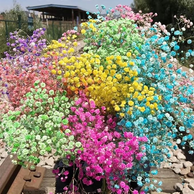 1100+ Mix Color Baby's Breath Flower Seeds for Planting-Non-GMO Heirloom Plant Seeds Garden Outdoor