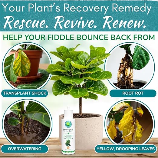 Fiddle Leaf Fig Rescue Drops – Treats Root Rot, Brown Spots, Leaf Drop & Stress | Immune Boosting Liquid Formula Concentrate | Easy to Use | Safe for All Tropical Plants | 3.3 oz | Made in USA