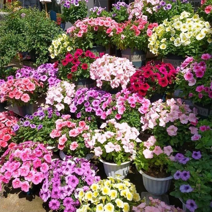 300+ Annual Petunia Superstar Flower Seeds - Petunia Flower Seeds, Flowering Plants for Home Garden Outdoor Planting and Cultivation