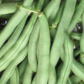 Tenderette Green Bean Seeds - 1/2 OZ ~37 Seeds - Heirloom Open Pollinated Non-GMO Farm & Vegetable Gardening Seeds