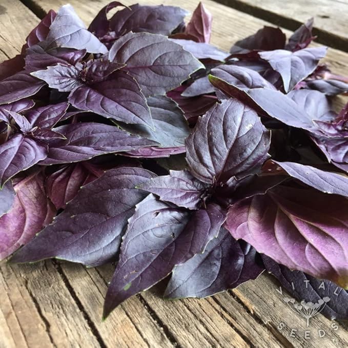 Seeds Indoor Purple Basil - Heirloom Herbs - GMO Free