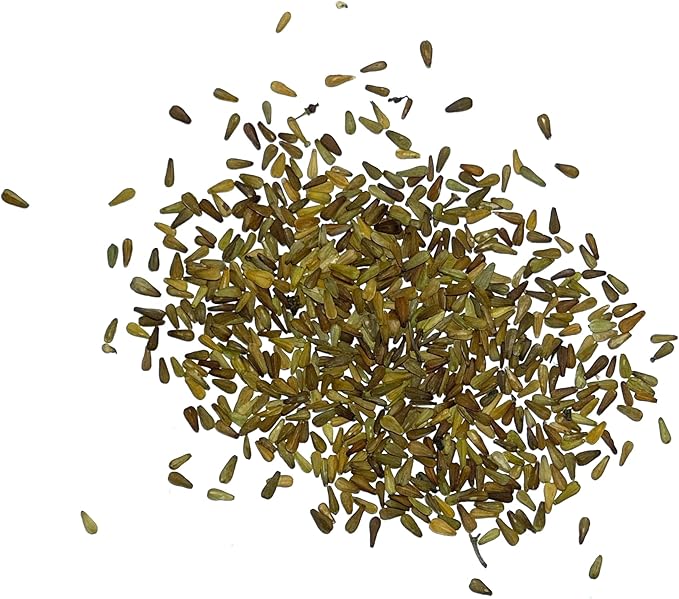 Seed Needs Valerian Seeds for Planting Stink Root Plants - Non-GMO Heirloom & Untreated Perennial Medicinal Herb Seed to Plant a Home Grown Outdoor Garden (1 Pack)