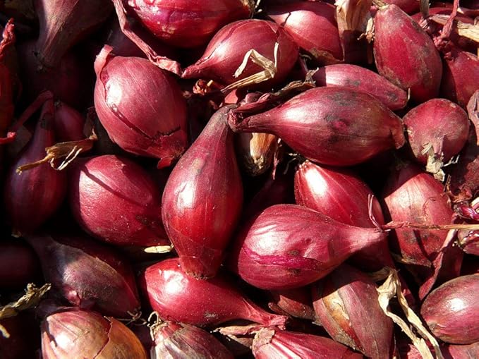 Seeds Red Shallot Onion Heirloom Vegetable for Planting Non GMO