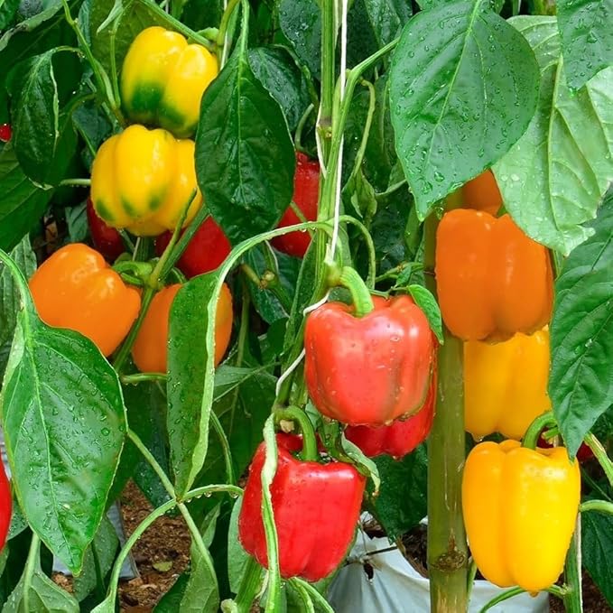 Premium Rare Bell Pepper Seeds – 150 Heirloom Non-GMO Vegetable Grow, Sweet, Crisp & Juicy PeppersSeeds for Planting - Sweet Capsicum Seeds for Garden, Patio, Balcony – Easy to Grow (Bell Pepper)