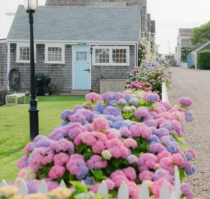 Perennial Hydrangea Seeds 55pcs - Heirloom Ornamental Flower, Big Fluffy Blooms & Cold-Hardy for Balcony Yard Borders