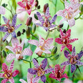 25Pcs Perennial Tricyrtis Wonder Toad Lily Flower Seeds to Plant Outdoor-Non-GMO Heirloom Plant Seeds Garden