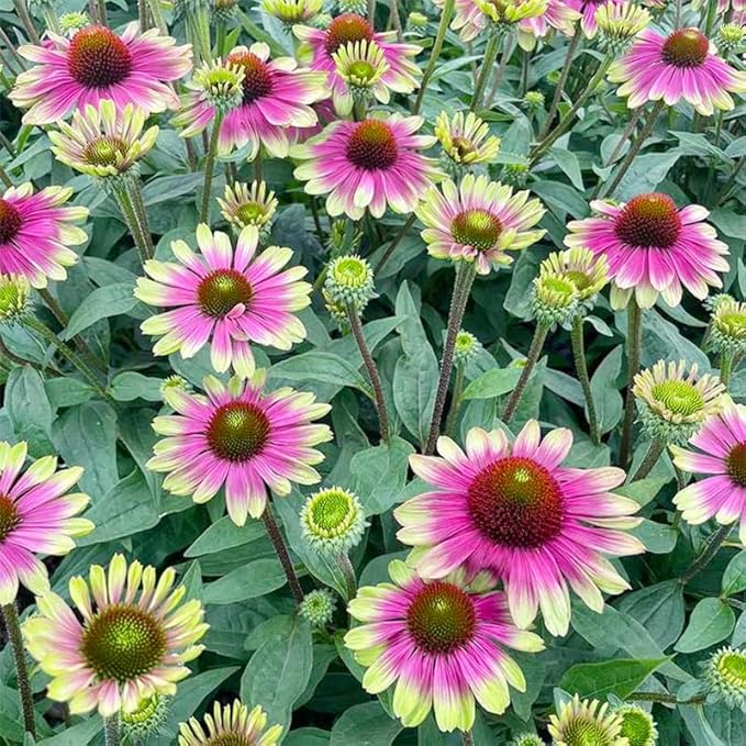 100+ Seed Twister Coneflower Flower Perennial Flower for Planting Outdoor-Non-GMO Heirloom Garden Decoration Grow Easily