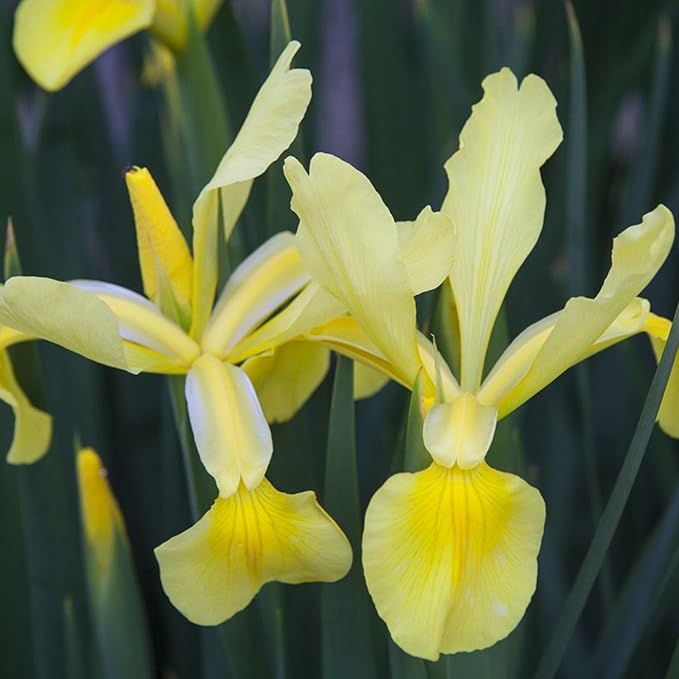Mixrug Iris Seeds for Planting, 70pcs Non-GMO Heirloom Perennial Violet Iris Flower Seeds, Rare Beauty Home Garden Blooming Flowers Plants for Outdoors Indoors