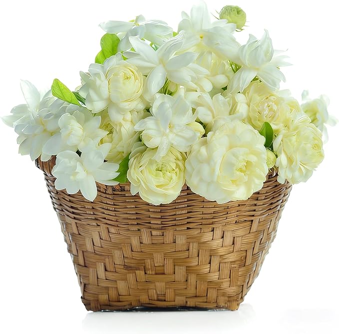 Climbing Jasmine Seeds for Planting, 109+pcs Perennial Fragrant Climbing Jasmine Flower Seeds Plants, Heirloom Non-GMO Beauty Climber Flowers for Home Garden Outdoors