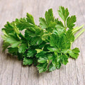 Evergreen Parsely Seeds - 0.25 Oz ~375 Seeds - Annual. Heirloom, Non-GMO Culinary Herb Gardening & Microgreens