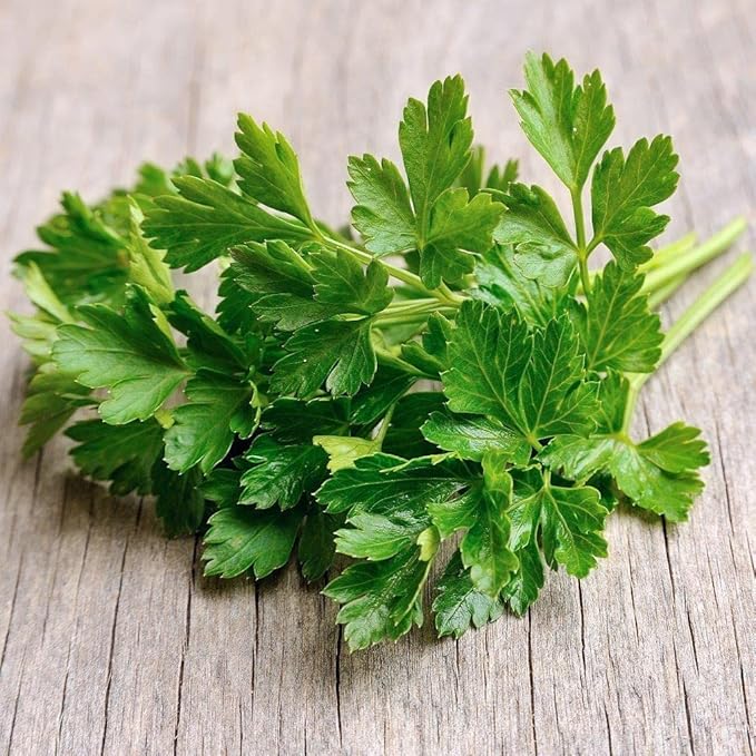 Evergreen Parsely Seeds - 1 Oz ~1500 Seeds - Annual. Heirloom, Non-GMO Culinary Herb Gardening & Microgreens