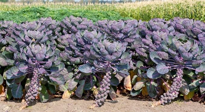SeedsUP - 100+ Seeds Rosella Brussels Sprouts Cabbage - Vegetable Purple