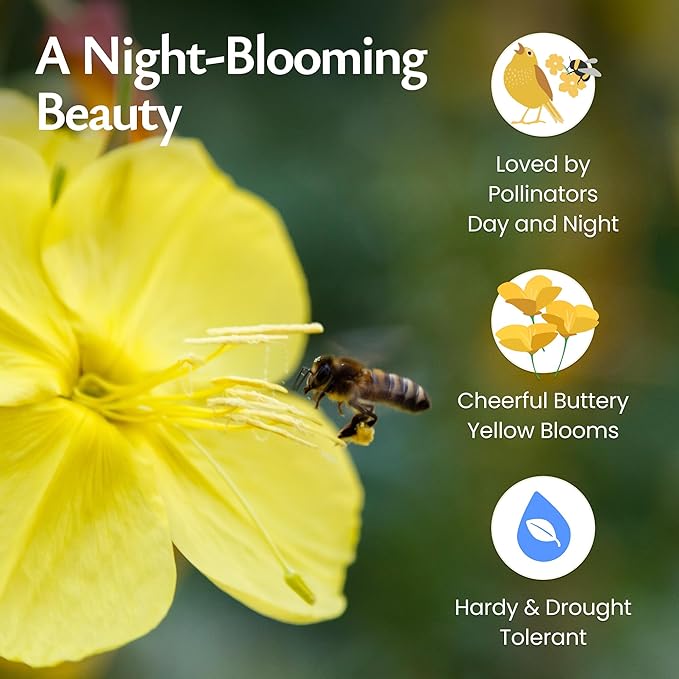 Created By Nature Evening Primrose Seeds, 44,000 Yellow Wildflower Seeds