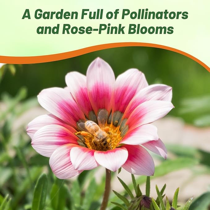 Outsidepride Kiss Rose Gazania Seeds for Planting – 50 Pcs Perennial, Low-Maintenance, Drought-Tolerant Ground Cover Seeds for Vibrant Summer & Fall Flowers, Great for Outdoor Gardens
