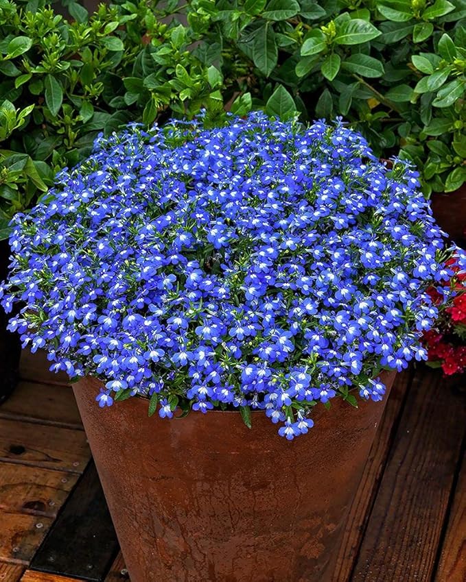 Seeds Lobelia Blue Сascade Cardinal Annual Flowers for Planting 1000 Seeds