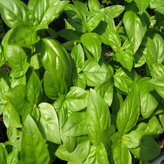 Seeds4planting - Seeds Genovese Basil Indoor Herb Non GMO Heirloom for Planting