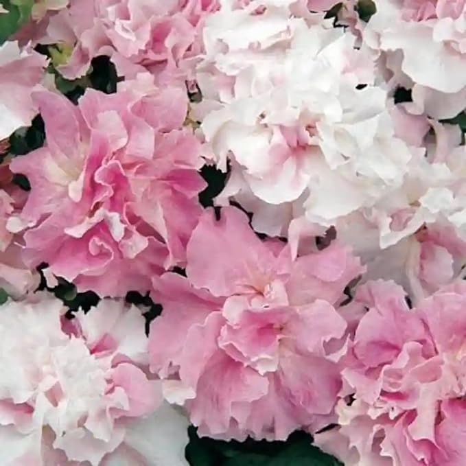 300+ Double Petunia Seeds for Planting Non-GMO Heirloom Dwarf Wave Petunia Flower Seeds for Planting Home Garden