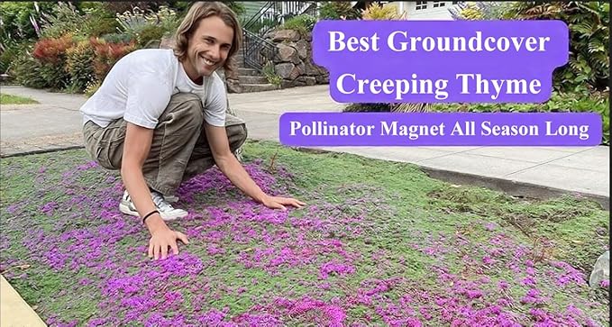 1500+ Creeping Thyme Seeds Purple Pink Ground Cover Heirloom, Non-GMO, Perennial