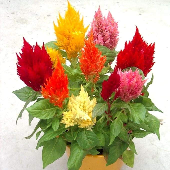 Celosia Plumosa Mix Plumed Cockscomb Celosia Argentea 200+ Seeds Garden Flower Seeds Multicolor