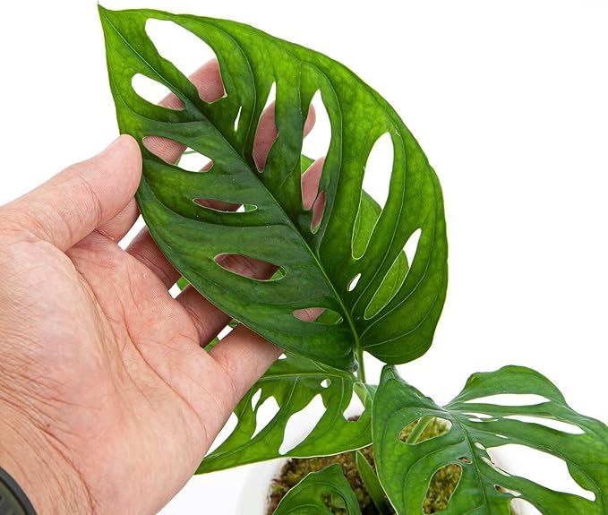 Premium Monstera Acuminata Soil Mix - Expertly Formulated for Strong and Healthy Roots by Gardenera - 2 Quart