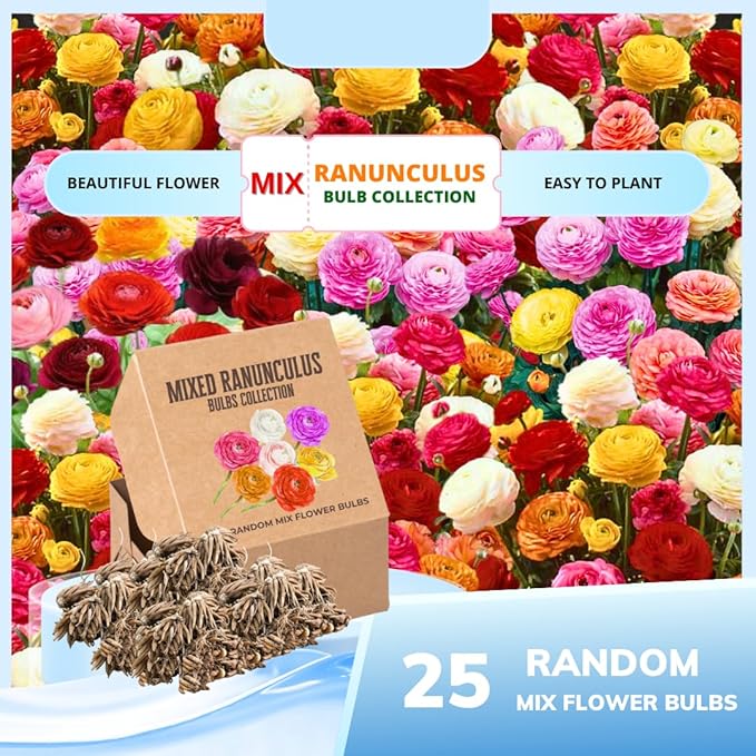 Pack 25 Ranunculus Bulbs for Planting, Mix Ranunculus Corms, Butterfly Ranunculus Flowers Bulbs to Grow, Peony Buttercup Ranunculus
